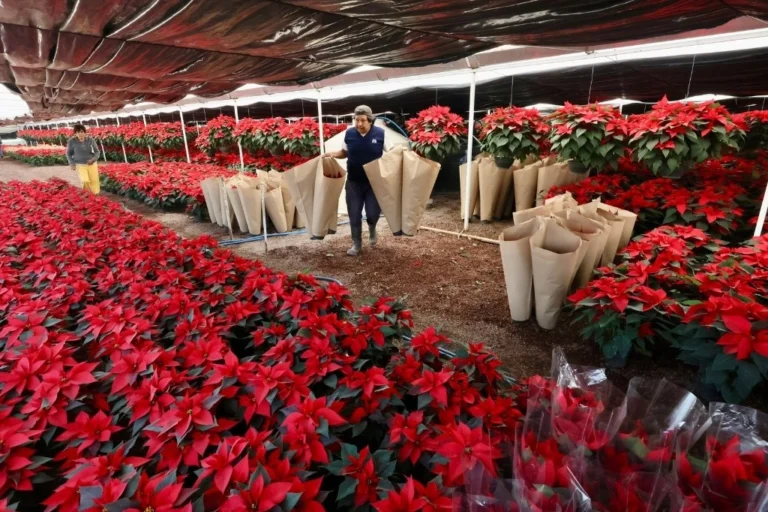 Gobierno de CDMX invita a comprar Nochebuenas directamente a productores de Xochimilco