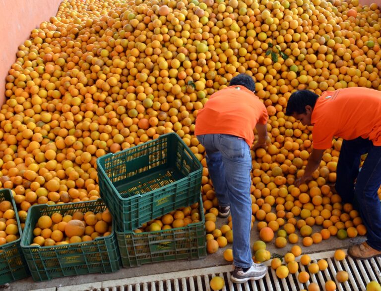 Crisis en la producción de naranja por sequía y plaga elevaron el precio en Tamaulipas