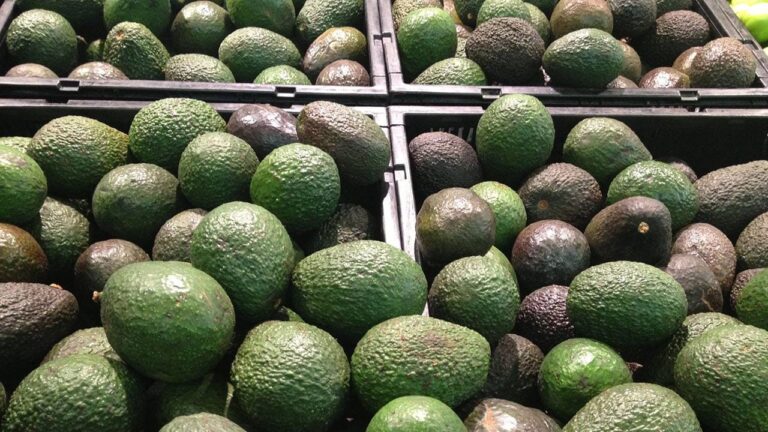 Aguacate mantiene exportaciones pese a tensión arancelaria