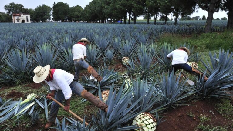 Desde tequila, cerveza hasta tomates, los productos más afectados por aranceles
