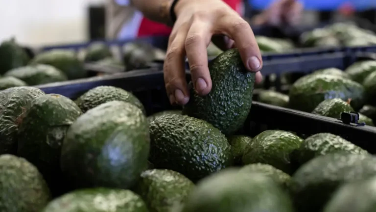 El impacto de los aranceles de Donald Trump en la industria del aguacate en México