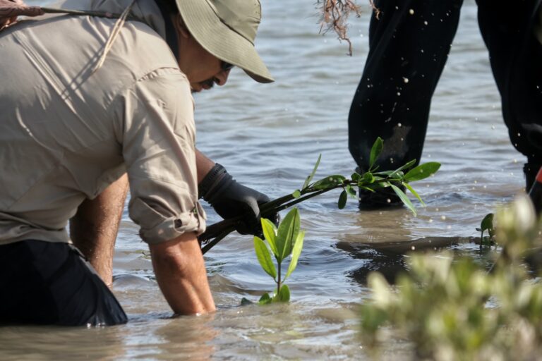 Avanza la reforestación de mangle en ecosistemas de Tamaulipas