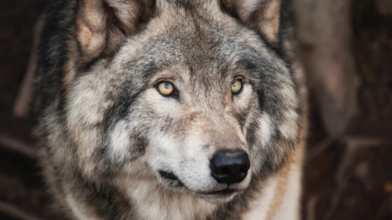 Reviven tres lobos gigantes extintos hace 12 mil años con la genética