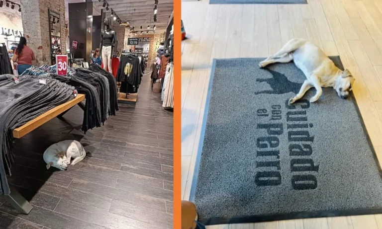 Cuidado con el Perro protege a perritos en sus tiendas durante olas de calor