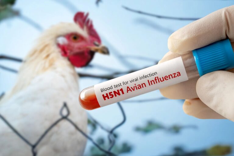 Gripe aviar en EU y Brasil encarecen el pollo en México